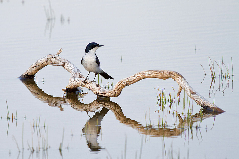 Restless Flycatcher (Myiagra inquieta)